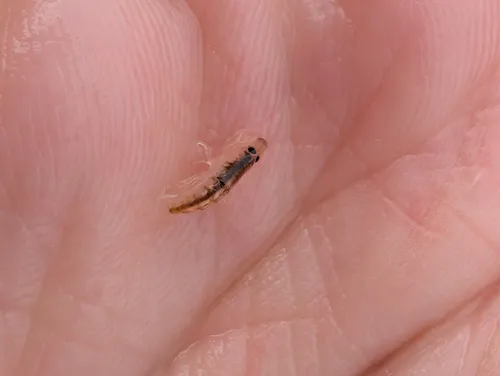 Gammarellus angulosus
