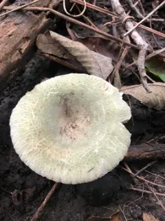 Green Russula thumbnail 4
