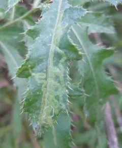 Phytomyza spinaciae thumbnail 1