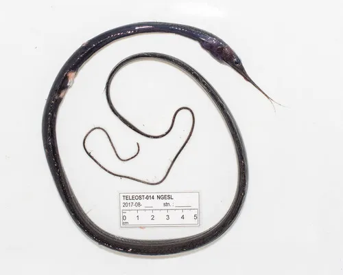 Polygon-spotted snipe eel