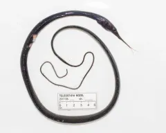 Polygon-spotted snipe eel thumbnail 1