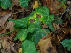 Ivy Anthracnose thumbnail 3