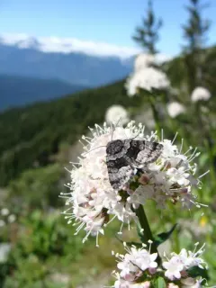 Sympistis funebris thumbnail 3