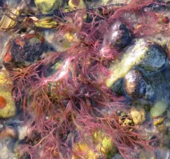 Agardh's red weed thumbnail 1