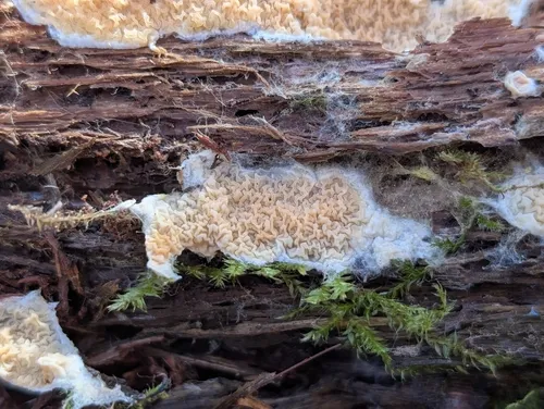 Leucogyrophana pseudomollusca