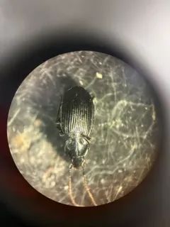 Agonum trigeminum thumbnail 2