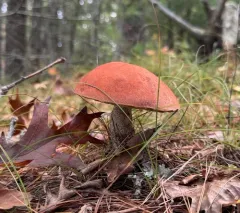 Foxy Bolete thumbnail 3