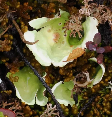 Arctic Kidney Lichen