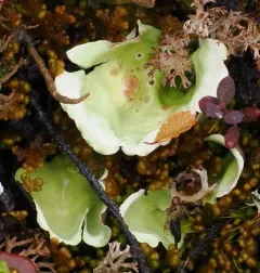 Arctic Kidney Lichen thumbnail 1