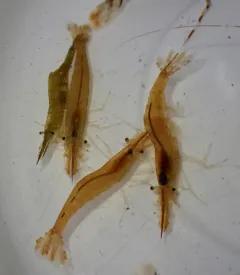 stiletto coastal shrimp thumbnail 2