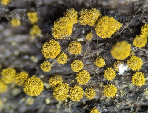 Neodasyscypha cerina
