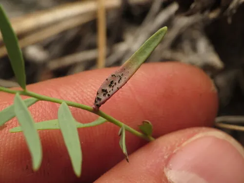 Puccinia comandrae