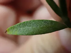 Erysiphe rayssiae thumbnail 3