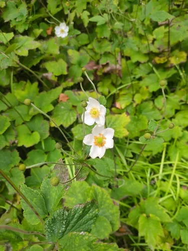 Hubei Anemone