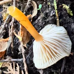 Heath Waxcap thumbnail 3
