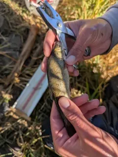 Utah Chub thumbnail 1