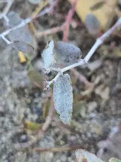 Erysiphe euphorbiicola thumbnail 2