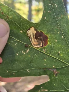 Chrysopeleia purpuriella thumbnail 2