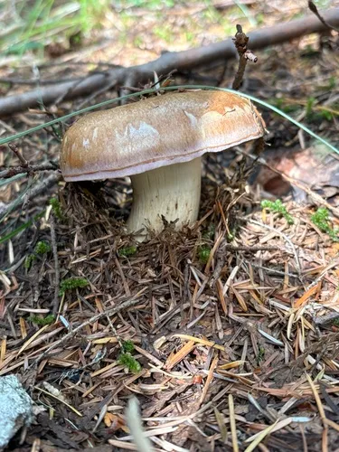 Phlegmacium balteatum