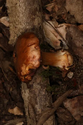 Thaxterogaster montanus