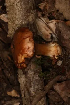 Thaxterogaster montanus thumbnail 1