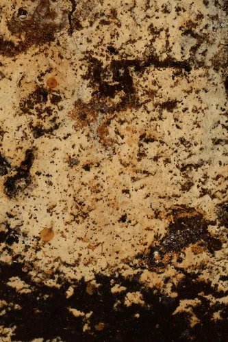 Kneiffiella alienata