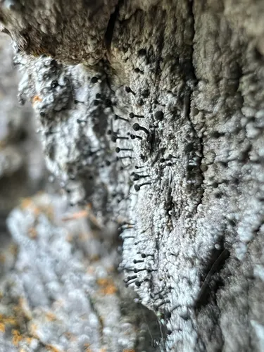Calicium quercinum