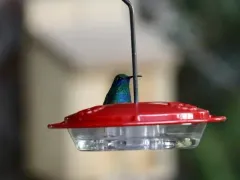 Mexican Violetear thumbnail 2