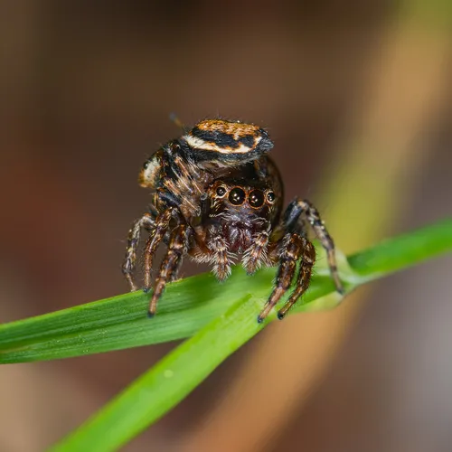 Hoy's Jumping Spider