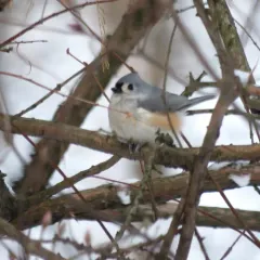 Tufted Titmouse thumbnail 1