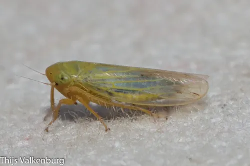 Elymana sulphurella