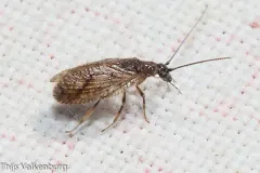 Psectra diptera thumbnail 2