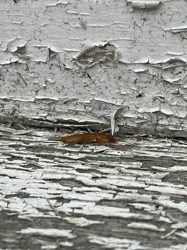 Northern Rock Crawler