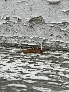 Northern Rock Crawler thumbnail 1