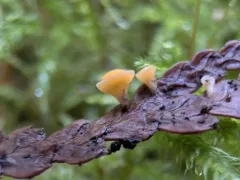 juniper disco thumbnail 1