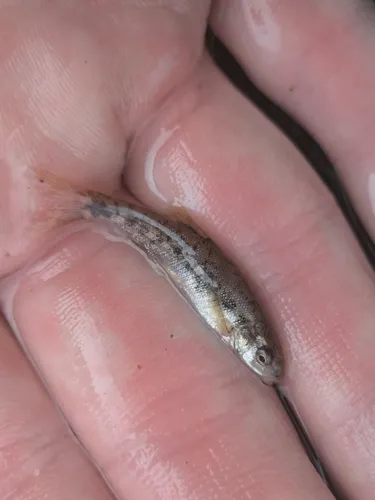 Leopard Dace