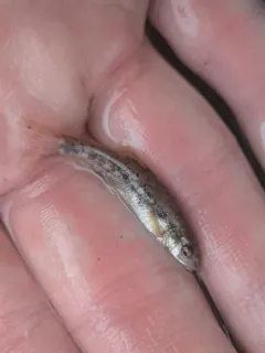 Leopard Dace thumbnail 1