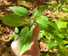 sweet bugleweed thumbnail 2