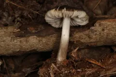 Pluteus eos thumbnail 2