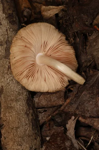Pluteus punctatus