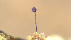 Cribraria violacea thumbnail 1