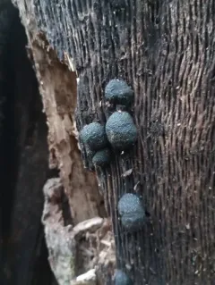 Cramp Balls thumbnail 2