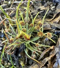 Small-Flower Halfchaff Sedge thumbnail 3