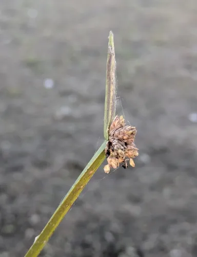 Bog Bulrush