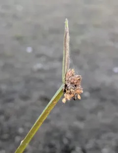 Bog Bulrush thumbnail 1