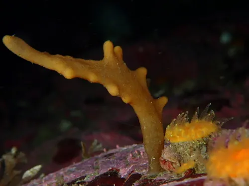 Alcyonidium pedunculatum