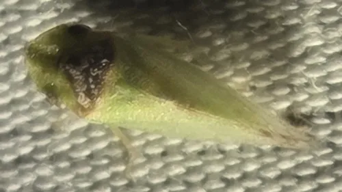 Xerophloea viridis