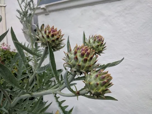 Artichoke Thistle