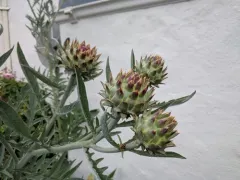Artichoke Thistle thumbnail 1