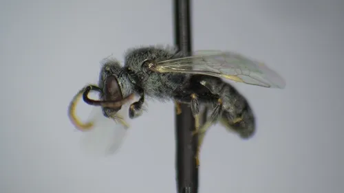 Hyaline Sweat Bee
